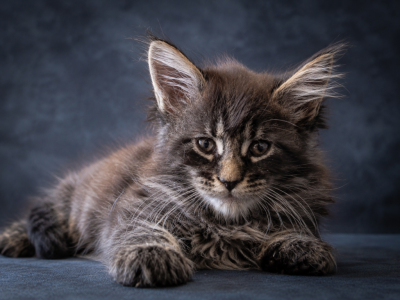 European Black Tabby Maine Coon Boy EURO Pedigree - Maine Coon - Gallery Photo #1
