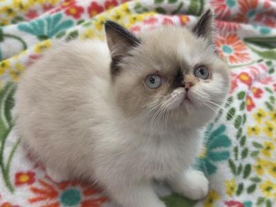 Exotic Pointed Female - Colorpoint Shorthair - Gallery Photo #1