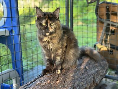 Spooky - Maine Coon - Gallery Photo #1