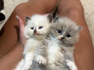 Truffles Litter - Ragdoll - Gallery Photo #1
