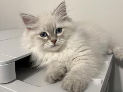 Kaspian - Siberian - Gallery Photo #1