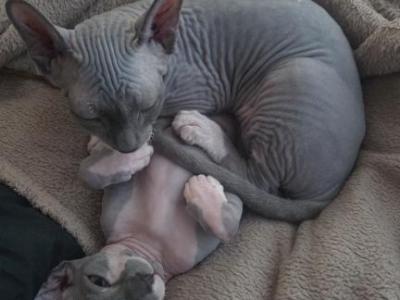 OpheliaDemetriPAIROFSPHYNX - Sphynx - Gallery Photo #1