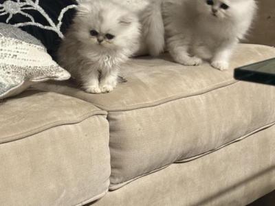 Chinchilla Persian Fancy Feast Kittens - Persian - Gallery Photo #1