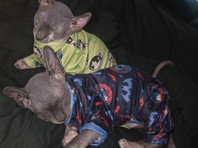 OpheliaDemetriPAIROFSPHYNXX - Sphynx - Gallery Photo #1