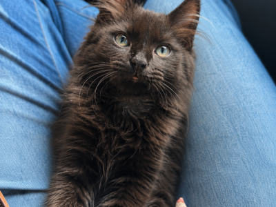 Black Chocolate Maine Coon - Maine Coon - Gallery Photo #1