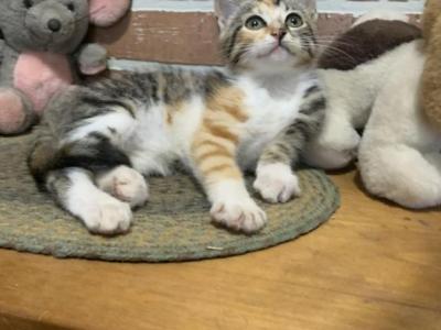 Tiger Queen - Bengal - Gallery Photo #1