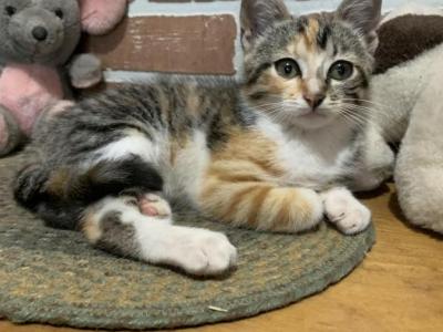 Tiger Queen - Bengal - Gallery Photo #1