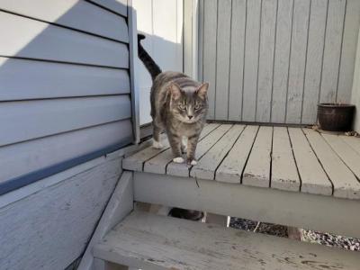 Moses - Domestic - Gallery Photo #1