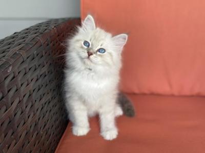 Eclipse - Siberian - Gallery Photo #1