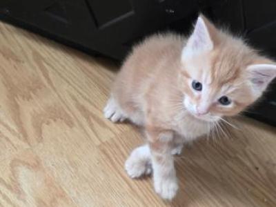 No Name - Domestic - Gallery Photo #1