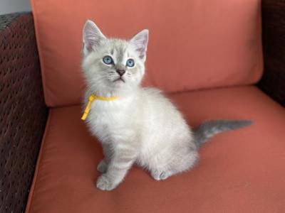 Lotus - Siberian - Gallery Photo #1