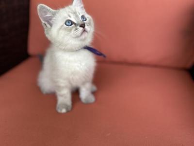 Orion - Siberian - Gallery Photo #1