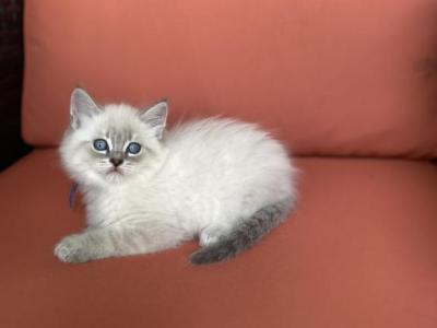 Hercules - Siberian - Gallery Photo #1