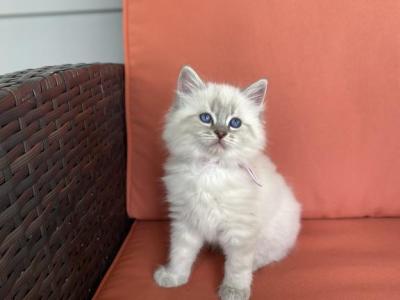 Nova - Siberian - Gallery Photo #1