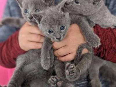 Russian Blue Kittens - Russian Blue - Gallery Photo #1