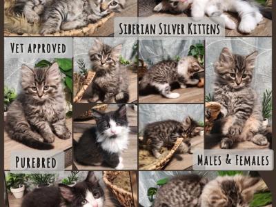 Siberian Silver Female - Siberian - Gallery Photo #1