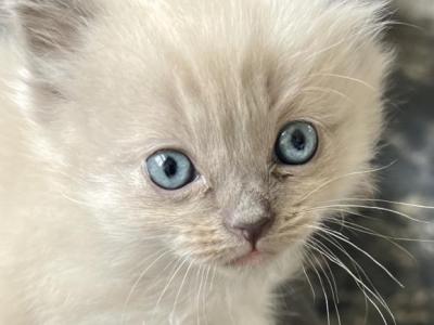 Theo - Ragdoll - Gallery Photo #1