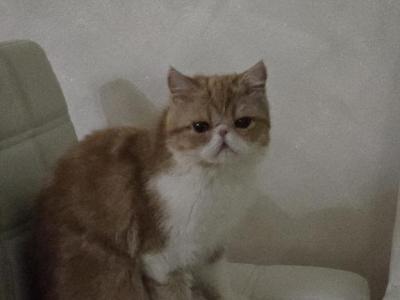 Exotic Shorthair Red White Female Adoption - Exotic - Gallery Photo #1