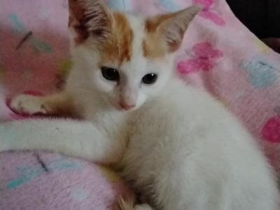 Butterscotch - Domestic - Gallery Photo #1