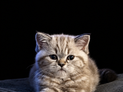 Mazie Kittens - Scottish Straight - Gallery Photo #1