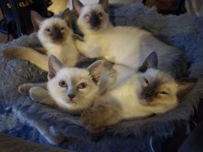 Purebred Siamese Kittens - Siamese - Gallery Photo #1