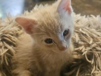 Baby And Jerry - American Shorthair - Gallery Photo #1