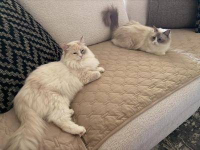 Sundae 1 - Ragdoll - Gallery Photo #1