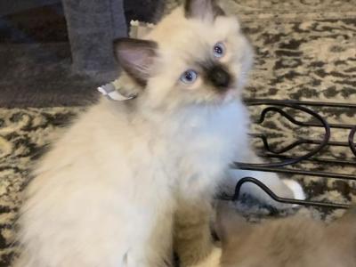 Seal Point Mitted 1 - Ragdoll - Gallery Photo #1