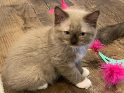 Seal Mink Female Mitted 1 - Ragdoll - Gallery Photo #1