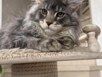 Blue Silver Classic Tabby Maine Coon Boy - Maine Coon - Gallery Photo #1