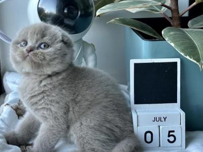 Lory1 - Scottish Fold - Gallery Photo #1