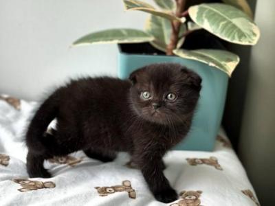 Nana - Scottish Fold - Gallery Photo #1