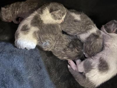 Blue White Bicolor Persian Kittens - Persian - Gallery Photo #1