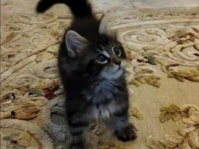 Gia - Maine Coon - Gallery Photo #1