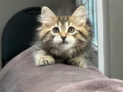 Mochi - Siberian - Gallery Photo #1