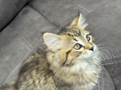 Dumpling - Siberian - Gallery Photo #1