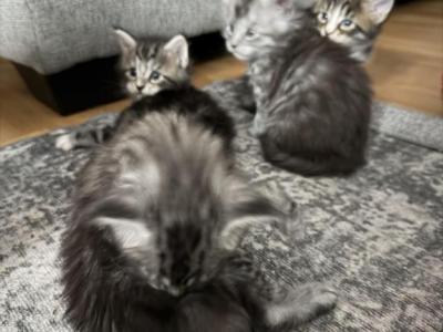Bonny - Maine Coon - Gallery Photo #1