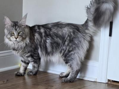 Ivar - Maine Coon - Gallery Photo #1
