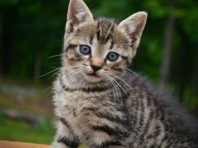 Miss Tessie - Domestic - Gallery Photo #1