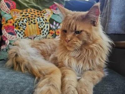 Sax - Maine Coon - Gallery Photo #1