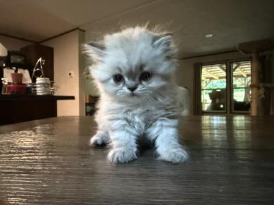 Kingston - Persian - Gallery Photo #1