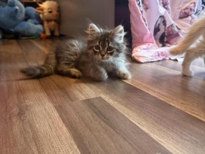 Mekah - Siberian - Gallery Photo #1