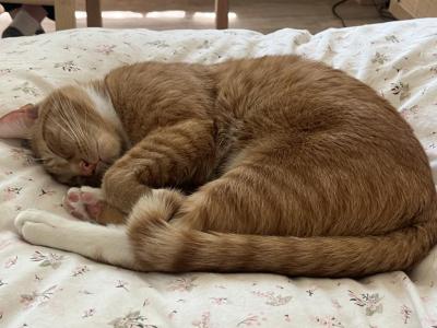 Chip - Domestic - Gallery Photo #1