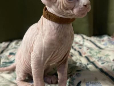 Mortal Sphynx - Sphynx - Gallery Photo #1