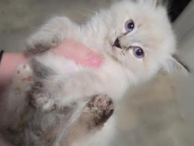 Saphira Lynx Point - Ragdoll - Gallery Photo #1