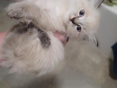 Diamond Lynx Point - Ragdoll - Gallery Photo #1