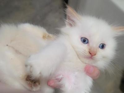 Timmy Flame Point - Ragdoll - Gallery Photo #1
