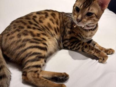 Nova - Bengal - Gallery Photo #1