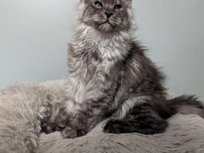 Girl - Maine Coon - Gallery Photo #1
