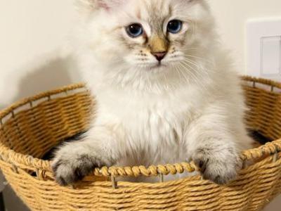 Kassiopeia - Siberian - Gallery Photo #1